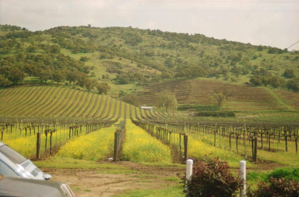 Vineyard rows in Napa Valley during a San Francisco wine country road trip, framed by rolling green hills and wildflowers.