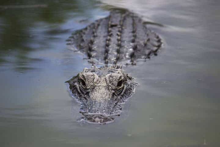 everglades