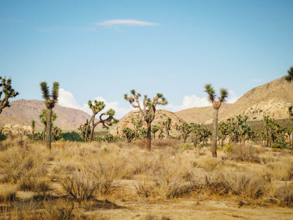Joshua Tree National Park, known for its iconic desert landscapes and unique Joshua trees. Explore natural beauty on your spring road trip.