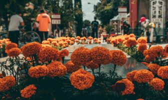 Bright orange marigolds lining a city street, showcasing the beauty of urban fall festivals.