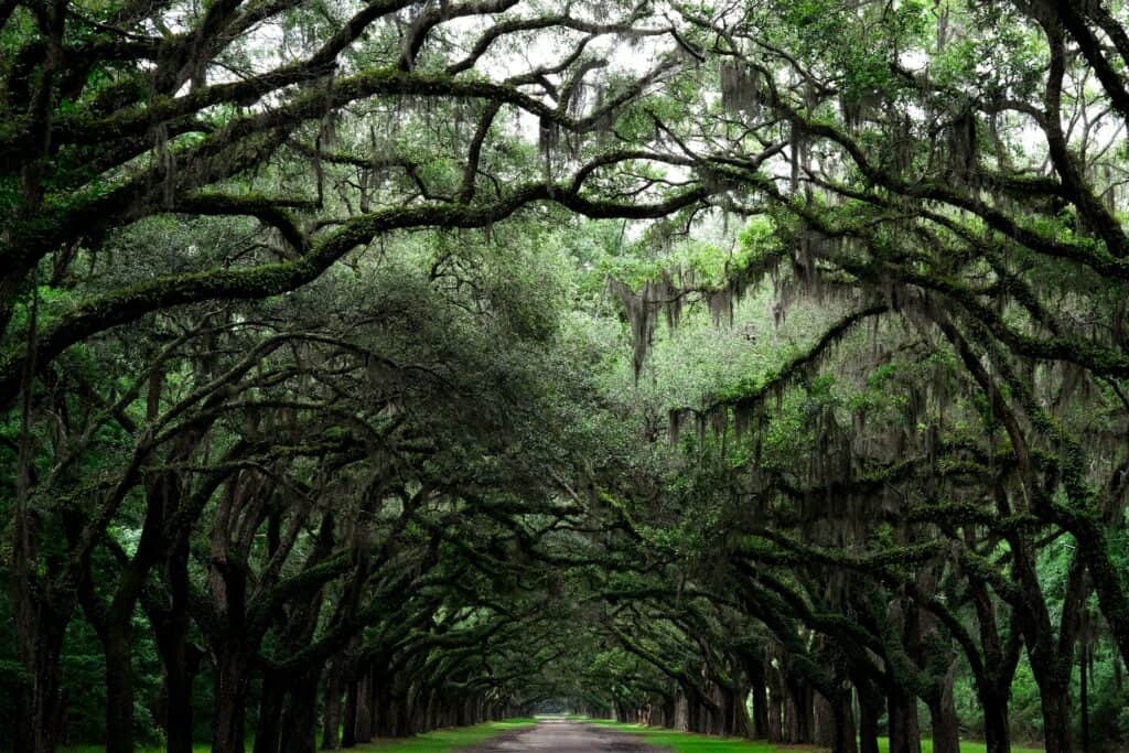 Dense green oak trees lining the road at Wormsloe Historic Site in Savannah, GA