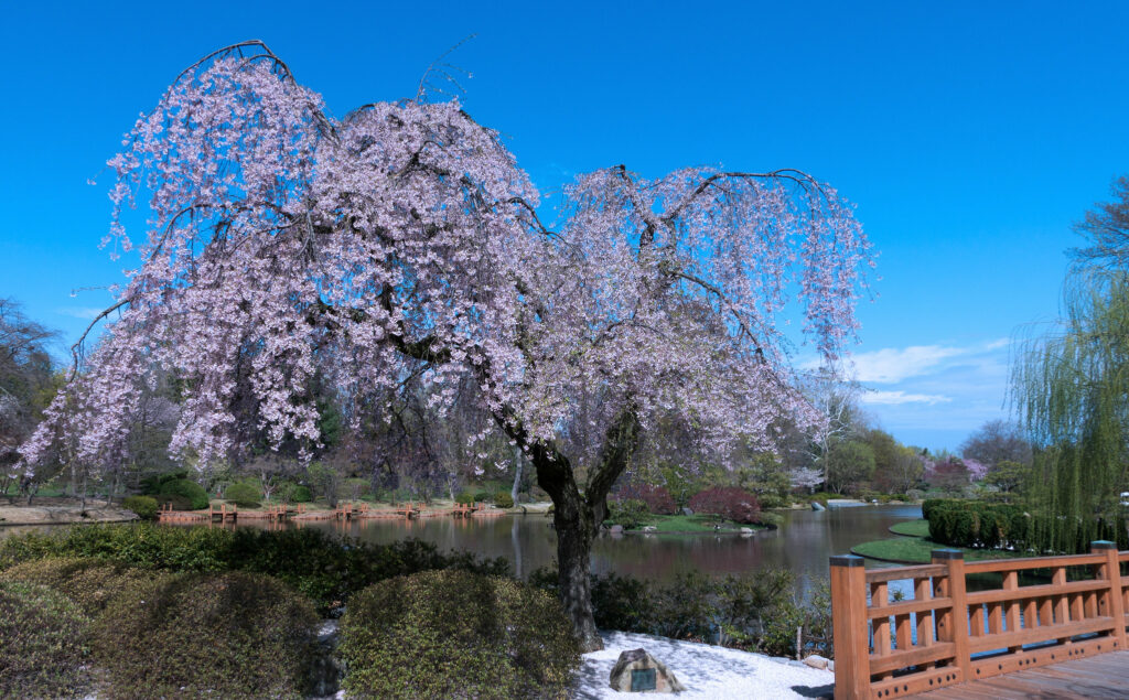 Experience the beauty of spring with cherry blossom trees in full bloom at the Missouri Botanical Garden in St. Louis. Delicate pink blossoms adorn the lush landscapes, creating a stunning display of natural beauty and tranquility.