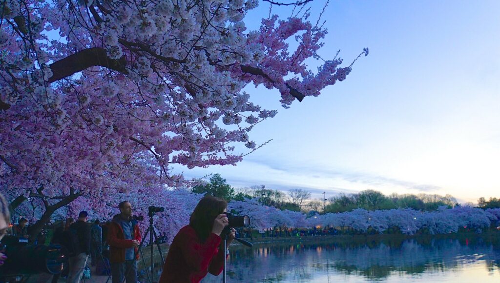 People photographing cherry blossoms in bloom around the Tidal Basin in Washington DC during peak season. The iconic pink flowers attract visitors from around the world to witness this annual spectacle of natural beauty.