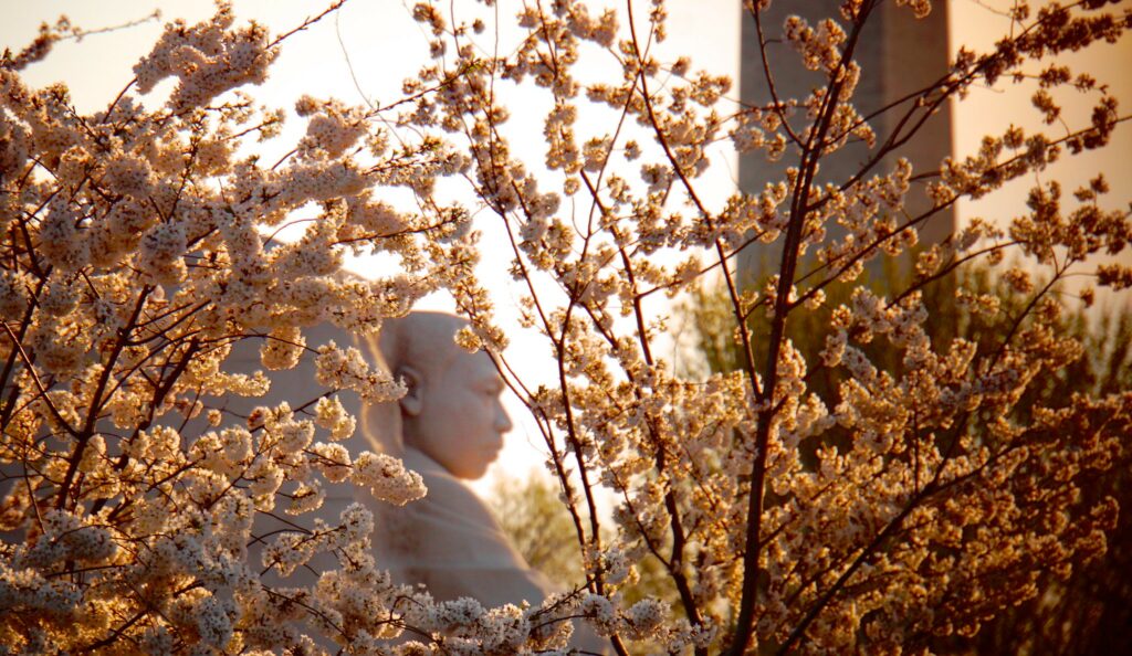 Cherry Blossoms bloom around the Martin Luther King, Jr. Memorial in Washington DC, symbolizing springtime beauty and cultural significance. This image captures the serene atmosphere of the memorial adorned with delicate pink flowers.
