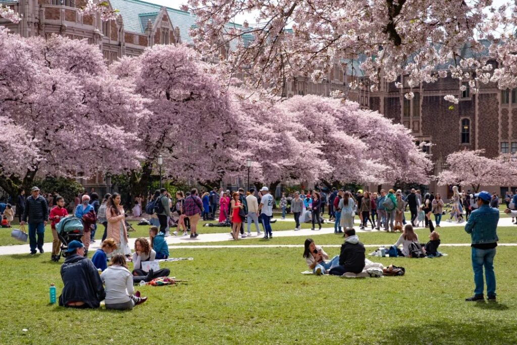 Students relax amidst cherry blossoms in full bloom on the University of Washington Quad in Seattle. Experience the vibrant spring atmosphere as students enjoy the scenic beauty of the cherry blossoms against the backdrop of the university's iconic architecture.