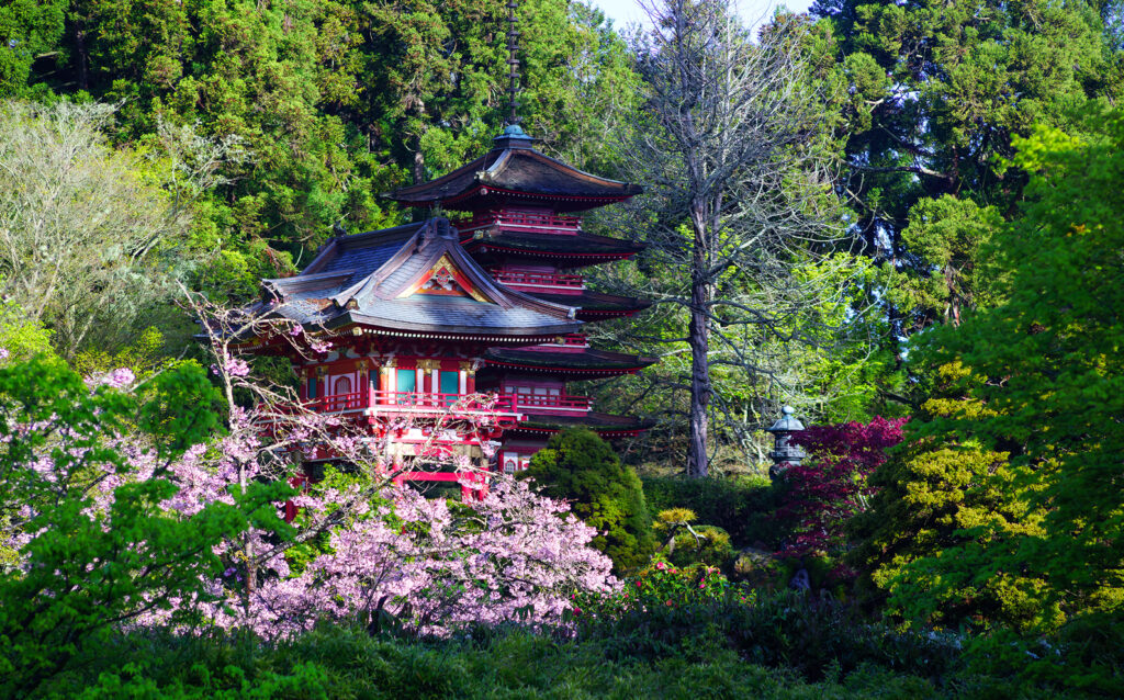 Experience the beauty of spring with cherry blossoms in full bloom at the Japanese Tea Garden in Golden Gate Park, San Francisco. Enjoy a serene stroll through the garden's tranquil pathways amidst vibrant pink blooms, creating a picturesque scene of natural splendor.