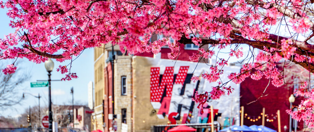 Cherry blossoms in full bloom in front of a vibrant mural reading 'Washington' in Washington DC, celebrating the DC Cherry Blossom Festival. The iconic pink flowers juxtaposed with the colorful mural create a picturesque scene synonymous with springtime in the nation's capital.