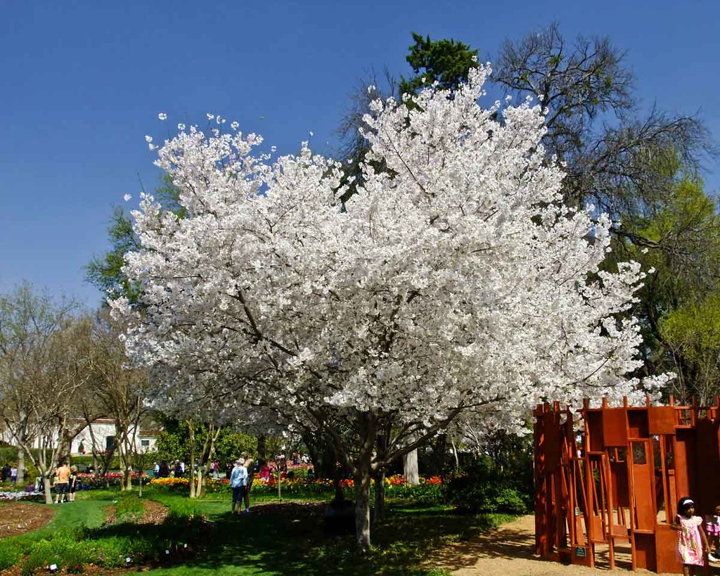 Enjoy the beauty of spring with a cherry blossom tree in full bloom at the Dallas Arboretum and Botanical Garden. Delicate pink blossoms contrast against the lush greenery, creating a serene and picturesque scene of natural splendor.