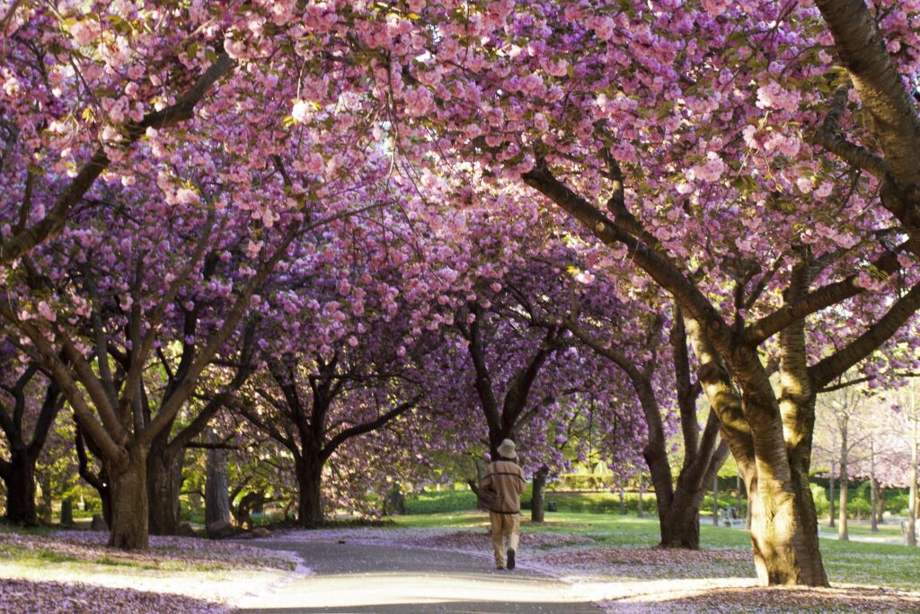 A man walks down a peaceful path bordered by cherry trees in full bloom at the Brooklyn Botanic Garden. Enjoy the serene beauty of spring as vibrant pink blossoms adorn the trees along the scenic walking path.
