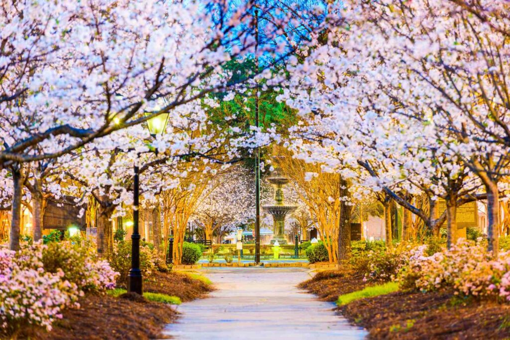 A peaceful path winds through a park in Macon, Georgia, the renowned Cherry Blossom Capital of the World, with cherry blossoms in full bloom. Experience the beauty of spring as vibrant pink blooms adorn the trees, creating a picturesque scene of natural splendor.