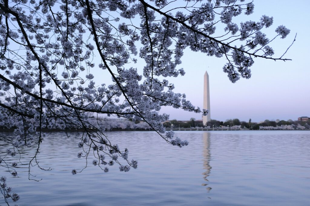 March cherry blossoms in full bloom with the iconic Washington Monument standing tall in the background. This picturesque scene captures the beauty of springtime in Washington DC, drawing visitors from near and far to witness the annual spectacle of nature's splendor.