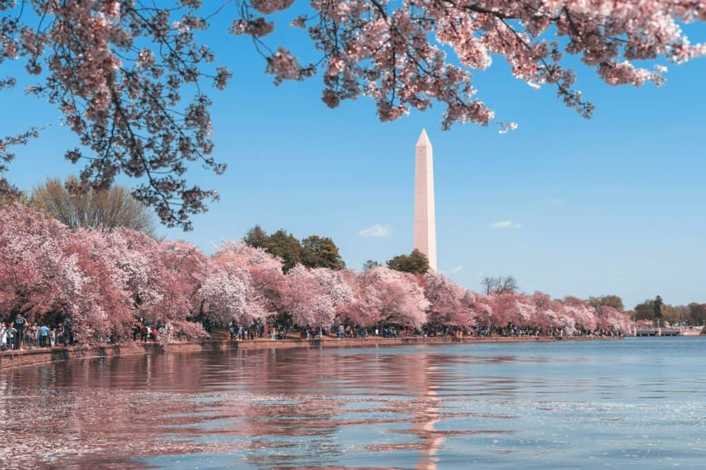 Cherry trees in full bloom at the annual National Cherry Blossom Festival in Washington DC, with the iconic Tidal Basin and Washington Monument in the background. Enjoy the vibrant spring blooms and celebrate the beauty of nature in the nation's capital.