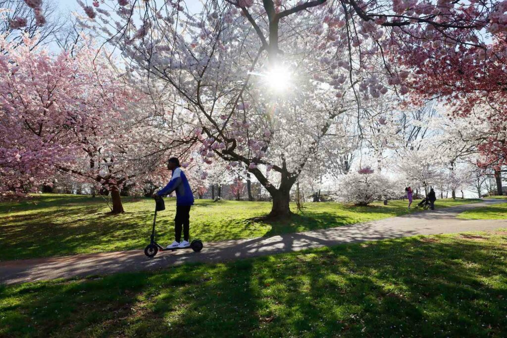 Enjoy the beauty of spring with cherry blossom trees in full bloom at Branch Brook Park in Newark, NJ. Delicate pink blossoms line the scenic paths, creating a stunning display of natural beauty in the heart of New Jersey.
