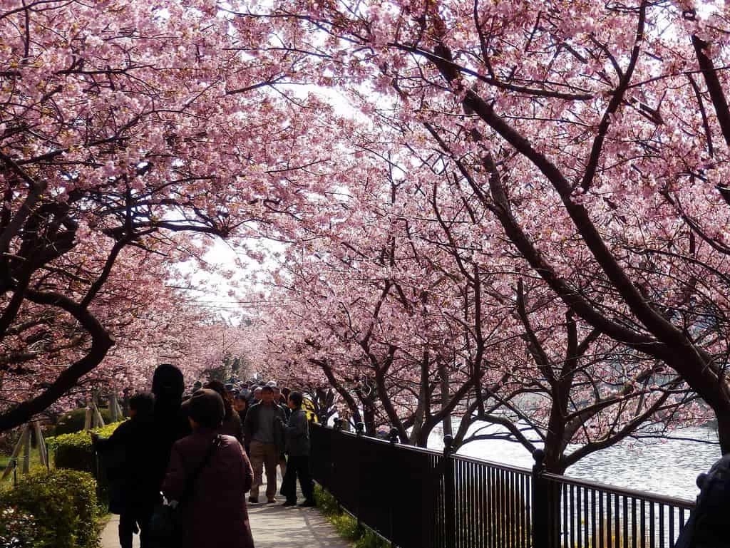 People enjoy a leisurely walk along a park pathway adorned with cherry blossom trees in full bloom. Experience the beauty of spring with vibrant pink blossoms creating a picturesque scene of nature's splendor.