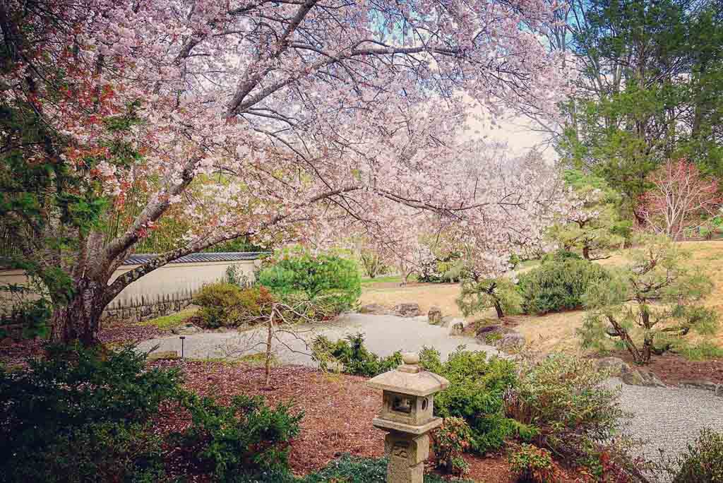 Experience the beauty of spring with a cherry blossom tree in full bloom at Cheekwood Estate and Gardens in Nashville. Delicate pink blossoms adorn the sprawling gardens, creating a picturesque scene of natural splendor.