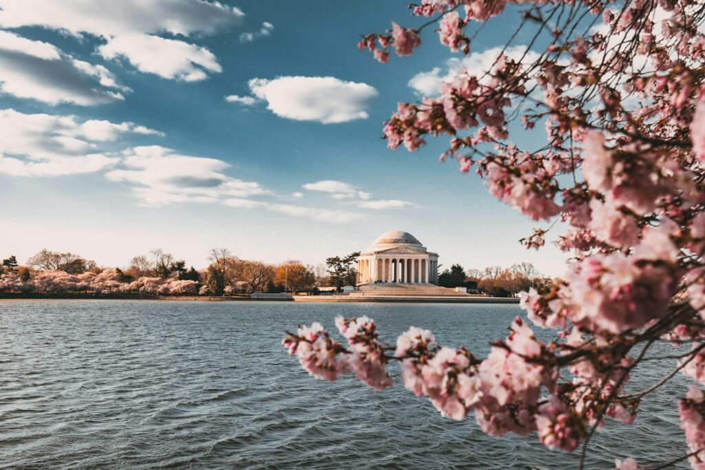 Cherry blossoms in full bloom surrounding the Jefferson Memorial in Washington DC during peak season. The iconic pink flowers create a stunning backdrop, attracting visitors from around the world to witness this annual spectacle of natural beauty.