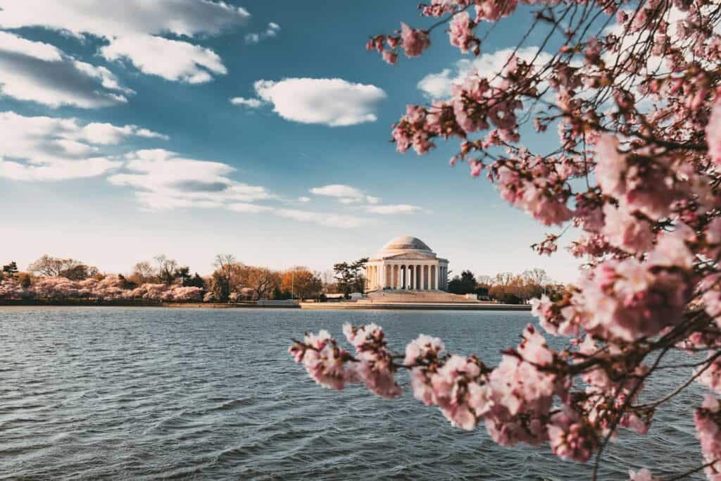 LGBTQ+ Guide to the DC Cherry Blossom Festival Fagabond