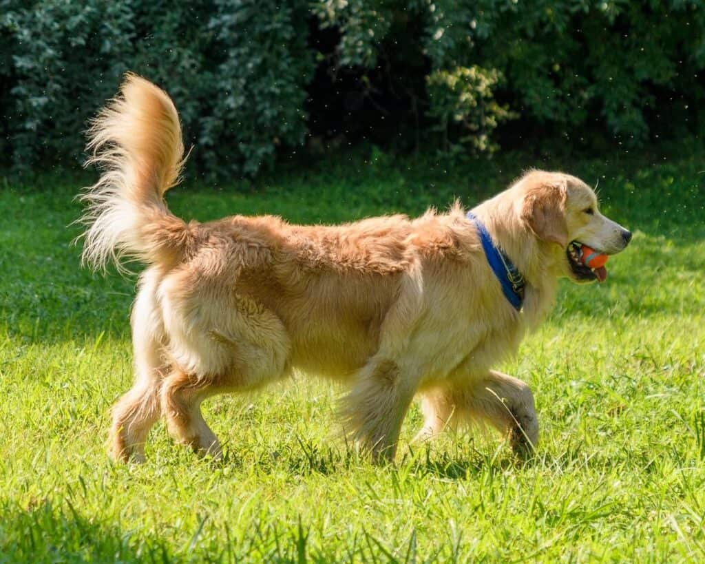Golden retriever carrying an orange ball in its mouth while walking through the sunny field at Camp Goldie.