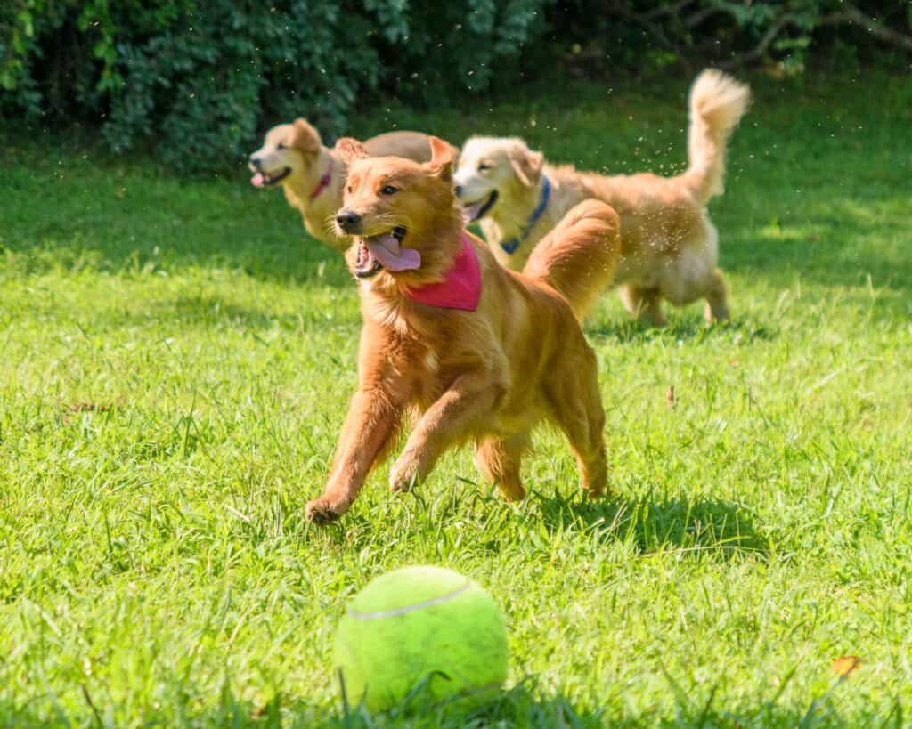 Golden retriever wearing a pink bandana chasing a bright green tennis ball with other retrievers running in the background.