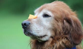 Close-up of a golden retriever balancing a chip on its nose, showing patience and personality at Camp Goldie.