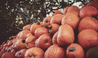 A large pile of pumpkins stacked outdoors at one of the best pumpkin festivals USA travelers visit in autumn.